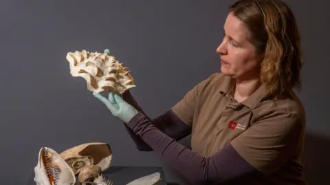 English Heritage Frances McIntosh holds a shell from Bridget Atkinson's collection, which has "global importance"