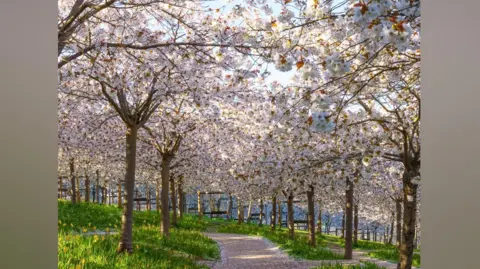 A stone pathway is bordered by cherry blossom trees in bloom as far as the eye can see. The flowers on the trees are white, with specks of orange/green from the leaves. On the ground, grassy patches are dotted with yellow daffodils which are also in bloom.