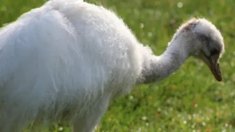 A white rhea in a field.