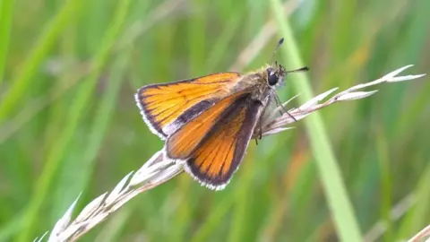 Hull Butterfly City A close-up of a butterfly with orange and brown wings. It is sitting on a blade of grass against a green backdrop.