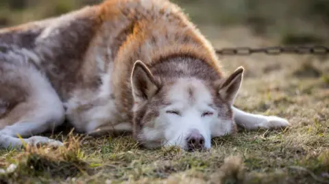 Paul Campbell Dog at Aviemore Sled Dog Rally
