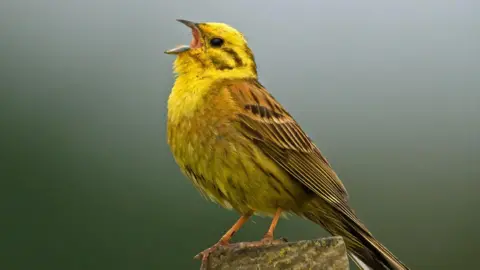 Russell Savory A yellow bird with black feathers has its mouth open while perching on a piece of wood.