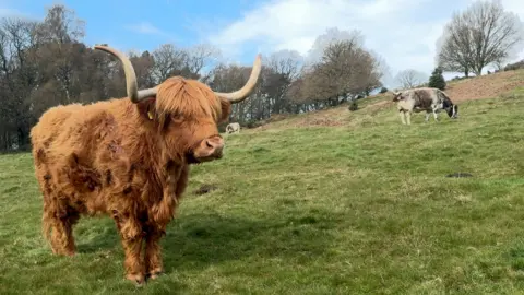 A large brown cow looking at the camera and two cows grazing in the background near trees in the background in Beacon Hill Country Park