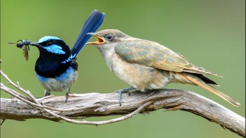 A male superb fairy-wren bringing food to a Horsfield’s bronze-cuckoo fledgling