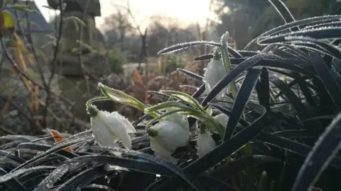 Cotswold Ambler A frosty plant in the forefront with a blurred background where you can just make out some stones towering up.