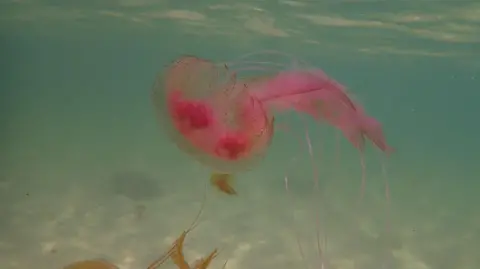 Liz Askins/Isles of Scilly Wildlife Trust mauve stinger jellyfish - a purple looking jellyfish in the sea