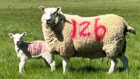 Gawdy Hall Estate A lamb and sheep standing a green grassy field.