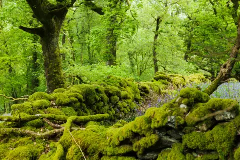 Mark Williamson A lush green forest. Trees can bee seen in the background. A stone wall looks bright green as it is completely covered in moss. The wall surrounds a field of tall purple flowers.