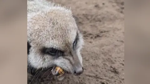 A meerkat munching on a cockroach. It is standing on sandy ground.