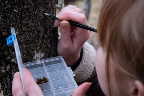 Simon Dures A female conservationist uses a pair of tweezers to remove moss from a tree and place it into a plastic box.