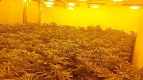 Cannabis plants at a cannabis factory in Lavender Hill in Ipswich.