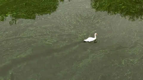 A swan swimming in the river, which is green in colour. The swan looks very white in comparison to the water. 