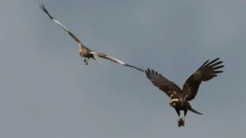 Dave Rogers/RSPB A male marsh harrier carrying prey towards his mate across a grey sky, Lakenheath Fen