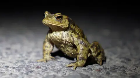 A common toad is illuminated by torchlight as a volunteer from the Charlcombe Toad Rescue Group and Froglife assists it across a road during the annual migration to a nearby breeding lake.