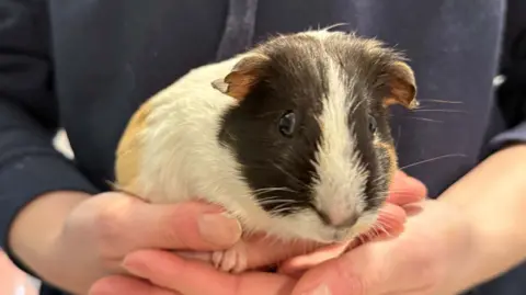JSPCA A picture of a ginger and white guinea pig with a black and white stripe on its face.
