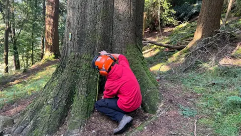 A man holding a tape measure at the bottom of the Grand Fir at Skelghyll Woods near Ambleside