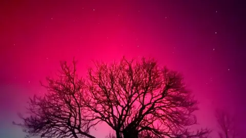 Robert Currey A silhouette of a leafless tree against a pink sky peppered with bright stars.