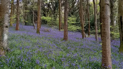Helen Absalom A woodland floor cover in bluebells, surrounded by trees. 