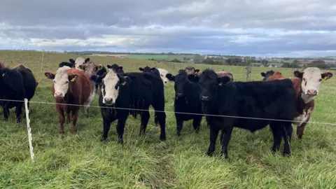 A herd of cattle on long grass behind and electric cable