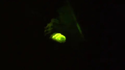 In an almost completely black image, two green-glowing bands light up the image. You can just about make out the body of an insect above the green bands.
