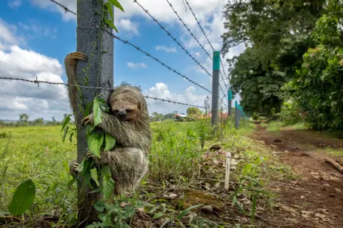 Emmanuel Tardy A brown-throated three-toed sloth grips a barbed wire fence post after a road crossing. The sloth’s claws are wrapped tightly around the concreate post.
In the background on the left there is a lush green field and to the right is a dirt road with a few trees lined along the side.