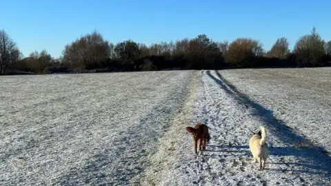 Two dogs- captured from behind - a brown one and a white one walking on a frosty, snowy field with bright blue sky in the background.