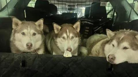 Izzy Barnes Three huskies in the back of a car with a painted rock in front