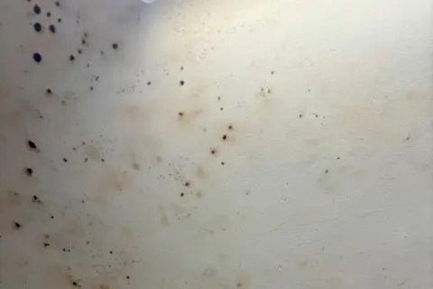 R. James Hutcheon Solicitors A close up of mould spores on a white wall.