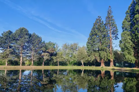 Elsie from the block A lake with tall trees around its edge, reflected in the water.