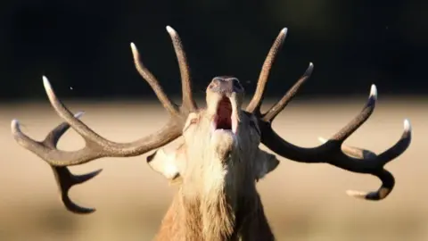 Getty Images Male deer roaring