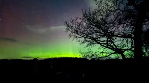 The green Northern Lights on the horizon. There is a large leafless tree in shadow on the right. On the horizon there looks to be lots of trees, also in shadow, with the lights shining above them. Above the green light is a dark blue, almost purple sky with loads of bright stars visible. 