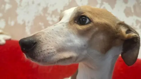 A white and brown lurcher looks off camera. The dog has a small head and a thin, long nose with a black nose. 