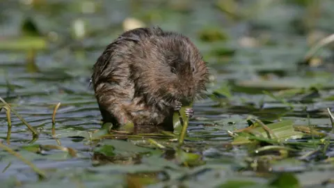 Getty Images A water vole eating a blade of grass. It is stood by a body of water that has a few green plants in it. The water vole is dark brown and has very small beady black eyes.