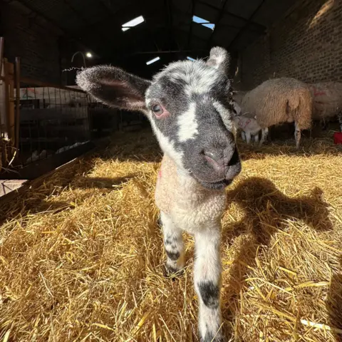 Jake Stewart A young lamb with black-and-white markings stands on a bed of straw inside a sunlit barn, with other sheep and farm structures softly visible in the background.