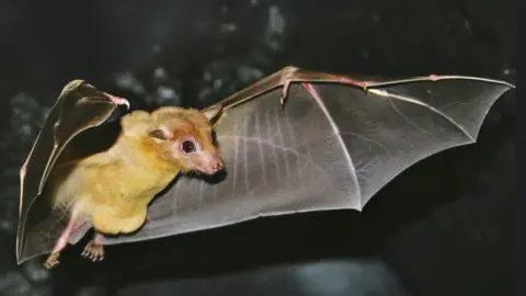 Longleat A yellow-tinged bat with wings outspread flying through a night sky