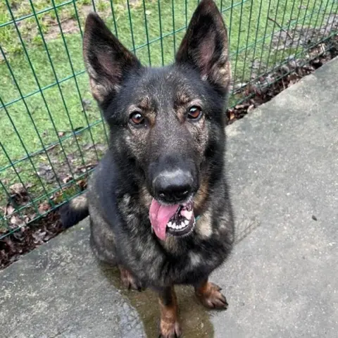 RSPCA A German Shepherd dog with dark brown fur  is sitting near a fence, looking at the camera, with her tongue hanging out 