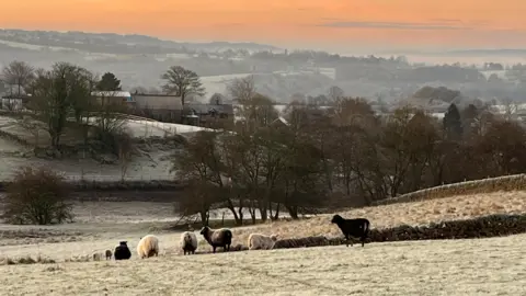 BBC Weather Watchers/Claire A frosted field with about eight sheep. Rolling hills covered with trees are in the background, with a red sky above them.