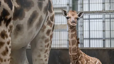 A baby giraffe stood next to its mother