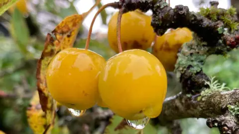 A close-up of what looks like a type of fruit hanging from a tree. The fruit is yellow and has drips of water hanging from it at the bottom