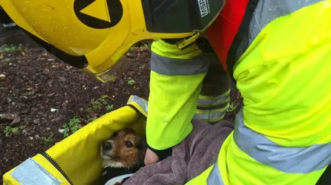 Dorset & Wiltshire Fire Service Roxy, a white and brown jack Russell type puppy, is being rescued. Her fur is wet after she was washed down a flooded river. Someone is leaning over her drying her with a brown towel. She is lying in a padded yellow carrier.
