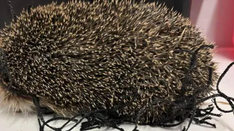 Injured hedgehog at Leicestershire Wildlife Hospital