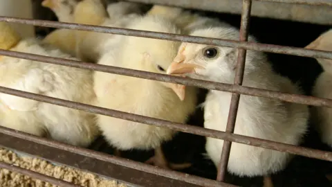 Reuters Several yellow baby chicks are pictured in a metal cage