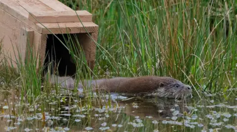 Colin Seddon A photo of an otter being released into the wild. The otter is swimming into some murky brown water with greenery and shrubs in it. The animals head and body is above the water. It is leaving a wooden cage which is positioned into the water. 
