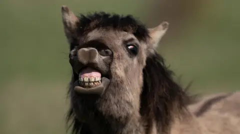 PA Media A konik pony