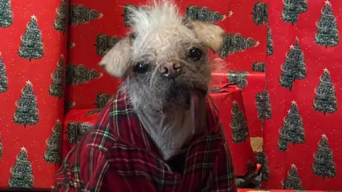 Holly Middleton Peggy – a pug and Chinese crested cross dog - wears a red-checked shirt and has a long, pink tongue hanging from its mouth. She is sitting in front of red wrapping paper emblazoned with Christmas trees