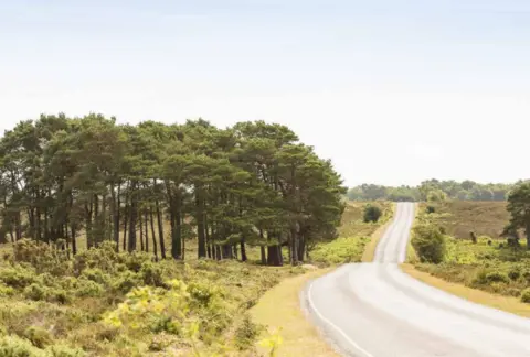 A road stretching into the distance with pine trees to the left on the road, and green fields before the small forest. 