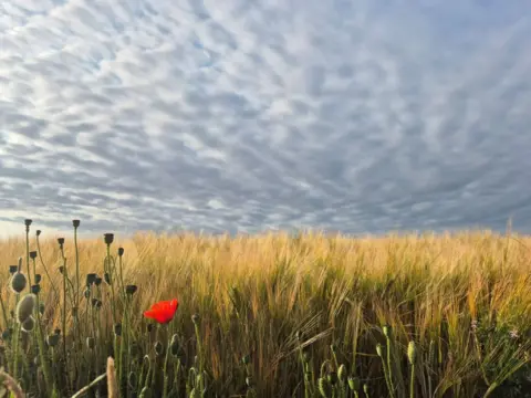 Charlotte Steven A single poppy in a wheat field with a cloud sky