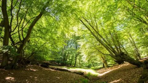 Getty Images A trail in Epping Forest. There are green leaves on mature trees and the sun is shining onto the forest floor.