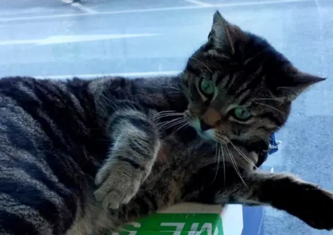 A tabby cat lying on a box in a supermarket