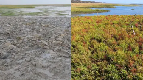 PA Media Two pictures shown side by side. On the left is a patch of wet mud with no life. on the right is the same area but with thick and rich greenery. 